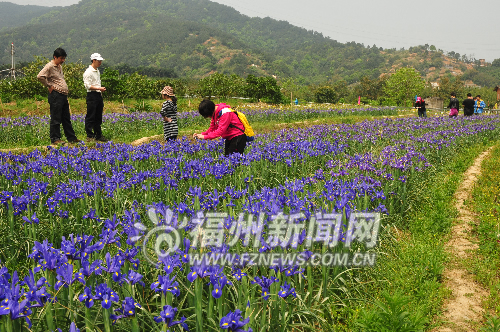 旗山桃花始盛開 荊溪鳶蘭碟起舞