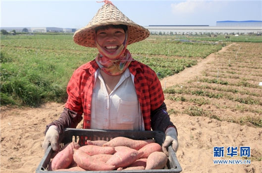 Snapshot of sweet potato harvest on a Fujian peninsular