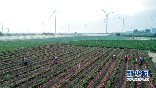 Snapshot of sweet potato harvest on a Fujian peninsular