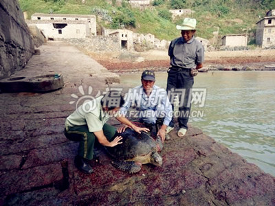 Pingtan releases captive sea turtles back to sea