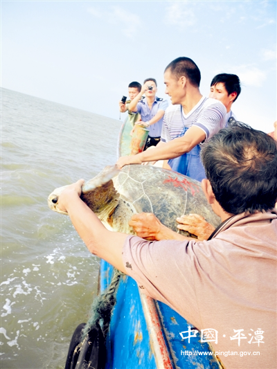 Pingtan releases captive sea turtles back to sea