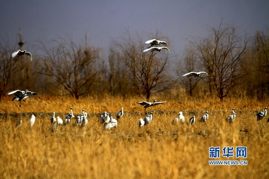 Aerial birds welcome spring in Zhangye