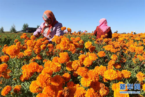 Gansu Jinchang: Flower city in North China