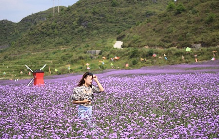 Guizhou draws tourists with purple 'sea' of flowers