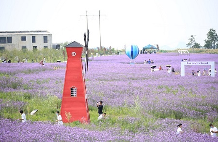 Guizhou draws tourists with purple 'sea' of flowers