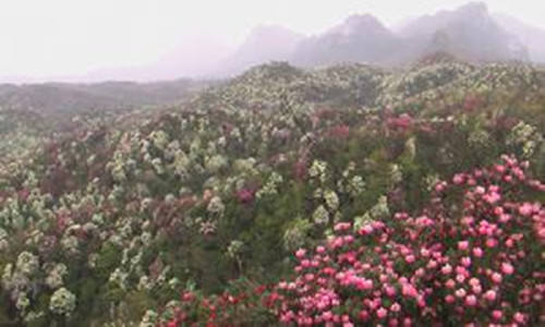 Wudang District