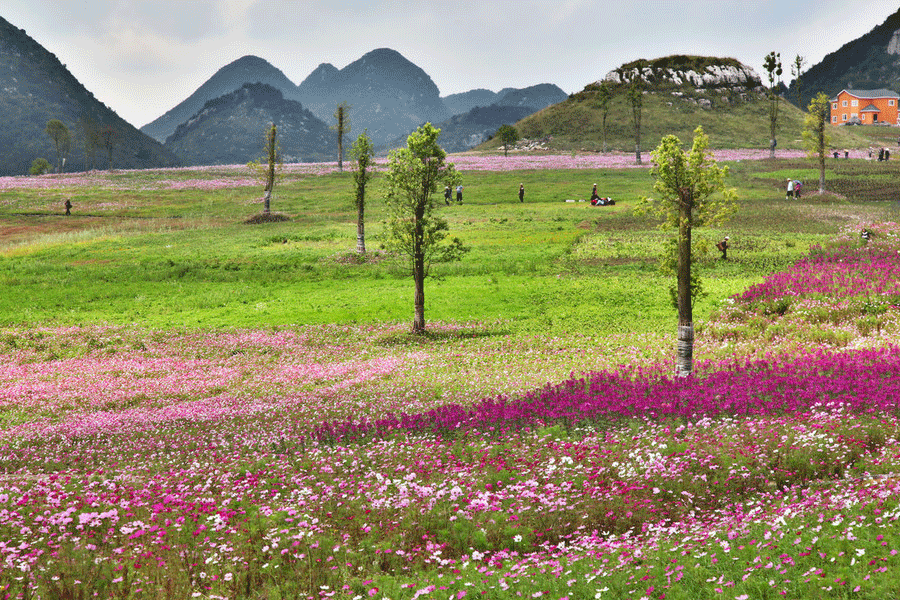 Flower sea in the 'Coolest City'