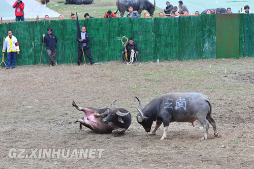 It's battle of the bulls for Guizhou's Miao