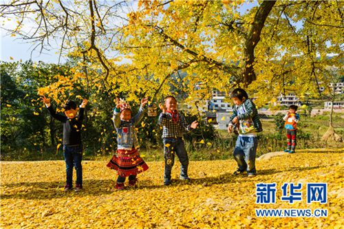 Gingko trees bring fortune to ancient village