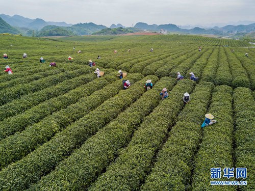 Farmers hasten spring tea picking