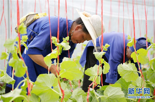 Hami melons raise Miao village incomes