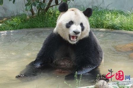 Giant pandas entertain Guiyang residents