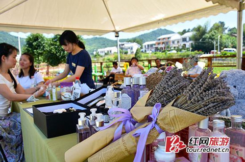 The fragrance of lavender envelopes Changsha