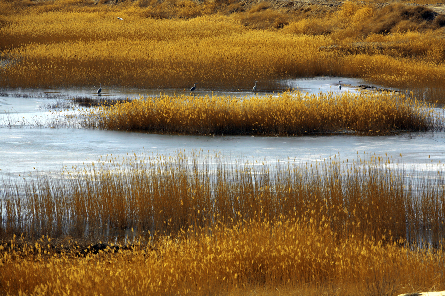 Nanhai Wetland Scenic Area