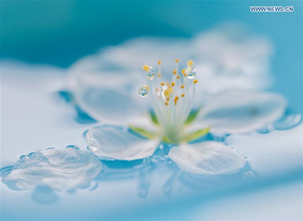 Raindrops on peach blossom in North China's Inner Mongolia