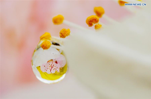 Raindrops on peach blossom in North China's Inner Mongolia