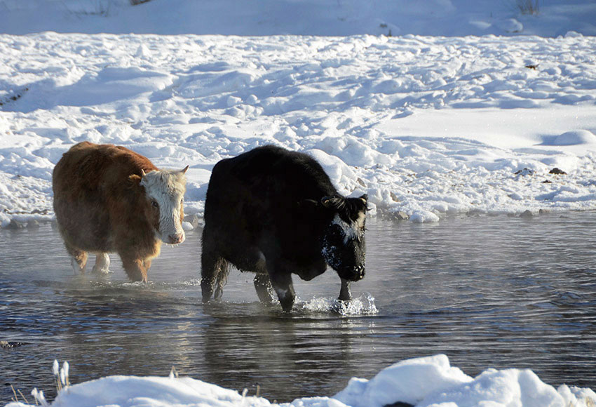 Ice-free stream flows across Arxan