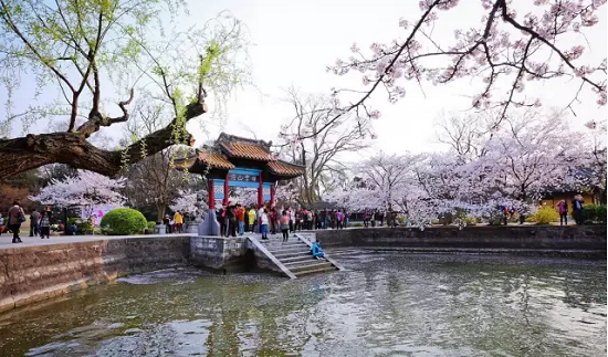 Changchun Blossom Ripple