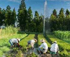 Ancient village unveils history of rice farming in China