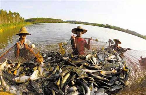 Jinxi's aquatic delicacies to enjoy in spring days