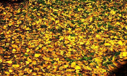 Beautiful red autumnal leaves in Se park