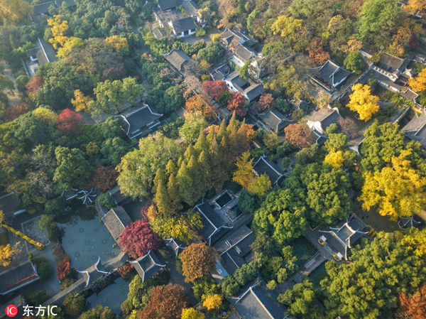 Aged ginkgo tree shows late autumn beauty