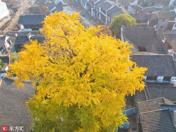 Aged ginkgo tree shows late autumn beauty