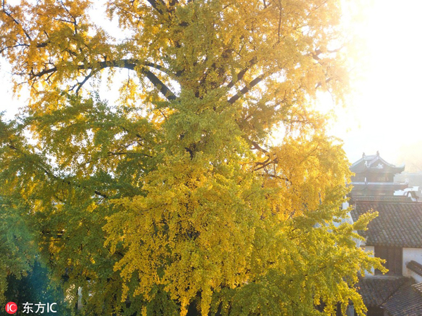 Aged ginkgo tree shows late autumn beauty