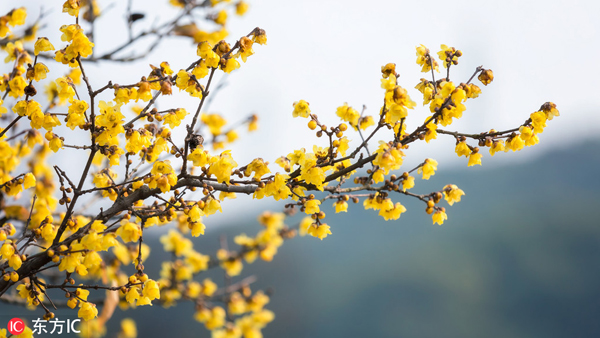 Plum season comes to Wuxi