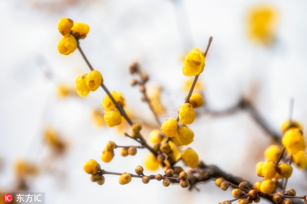 Plum season comes to Wuxi