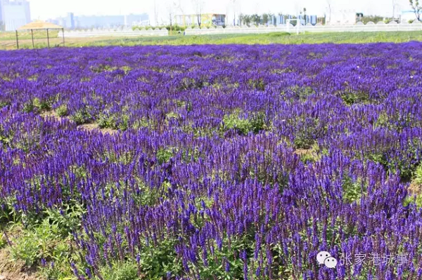 Flowers in gorgeous bloom at Vanilla Garden