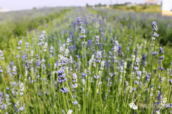 Flowers in gorgeous bloom at Vanilla Garden