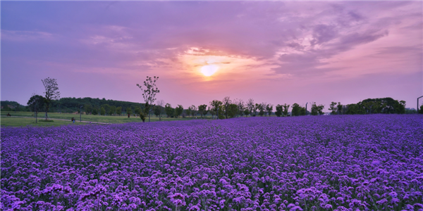 Xiaojia Alley in Zhangjiagang in purple palette