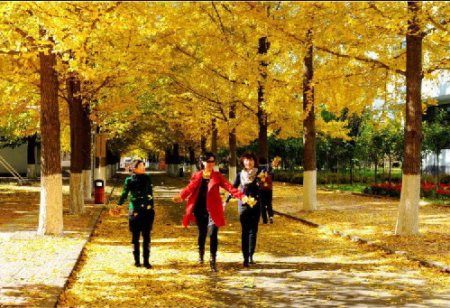 Dandong City Tree