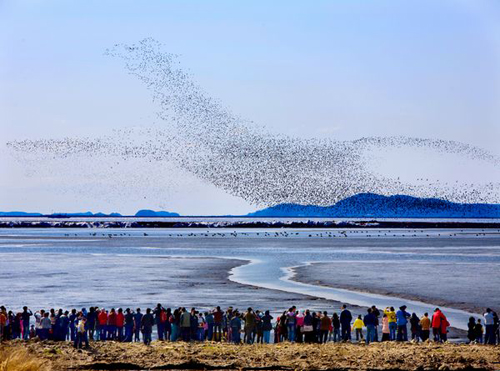 Sights: Bird lovers flock to Yalu River estuary