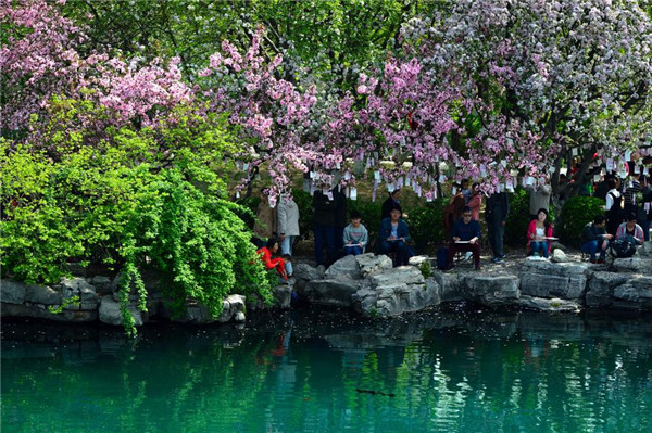 Crabapple flowers enter blossom season at parks in Jinan