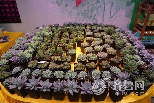 National flora trade fair opens in Qingzhou