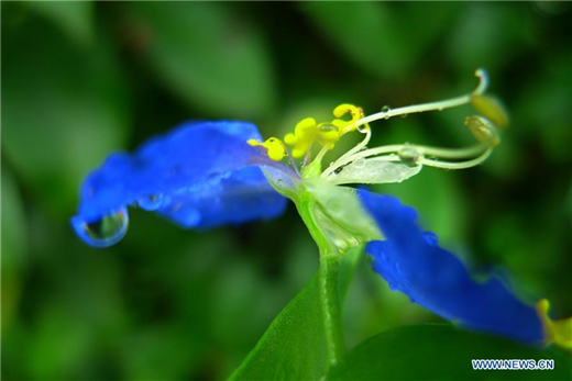 Flowers blossom after rainfall in Shandong