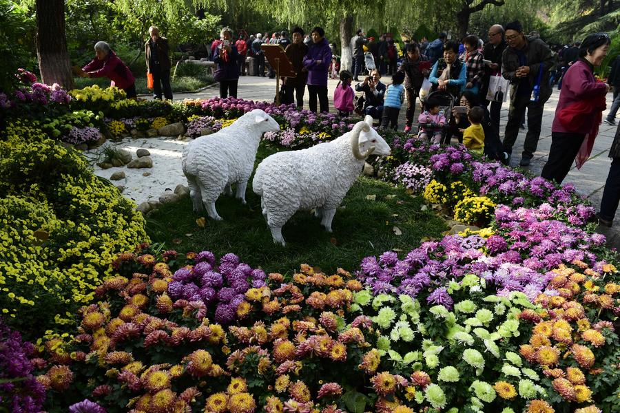 Blooming chrysanthemum displayed in E China's Baotu Spring Park