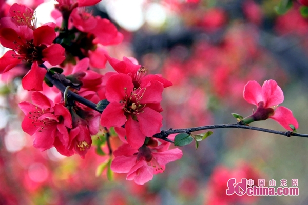 Linyi to host crabapple cultural tourism festival