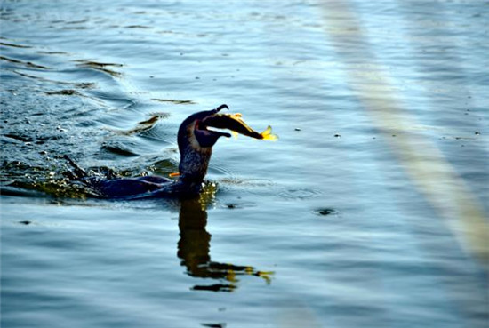 Traditional fishing preserved in Shandong