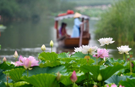 Enjoy blooming lotus in Taierzhuang wetland park