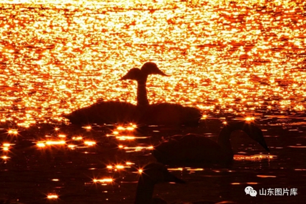 Swans grace bleak winter in Rongcheng