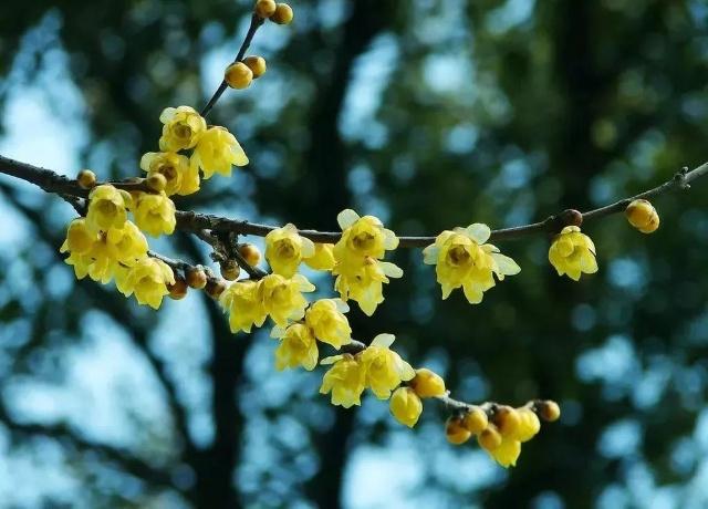 Sniff the fragrance of wintersweet flowers in Tai'an