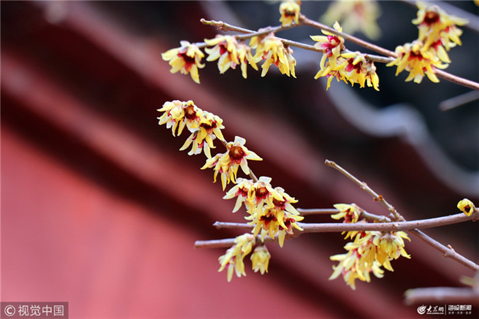 Blooming wintersweet flowers seen at Dai Temple