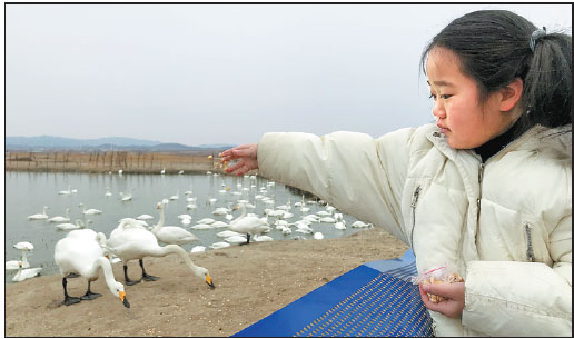 FLOCKING TO 'SWAN LAKE'