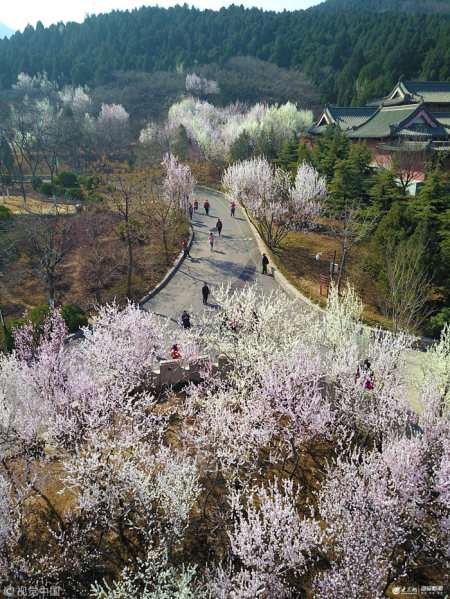 Peach blossoms seen at Qianfo Mountain Scenic Spot