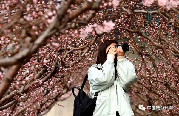 Admire peach blossoms in Weihai