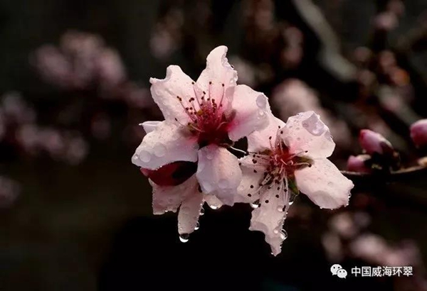 Admire peach blossoms in Weihai