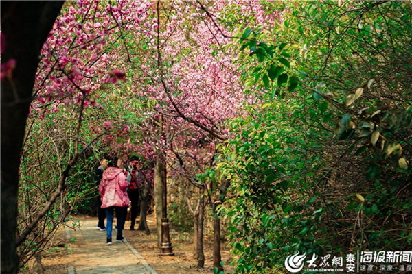 Plum blossoms add color to Mount Tai